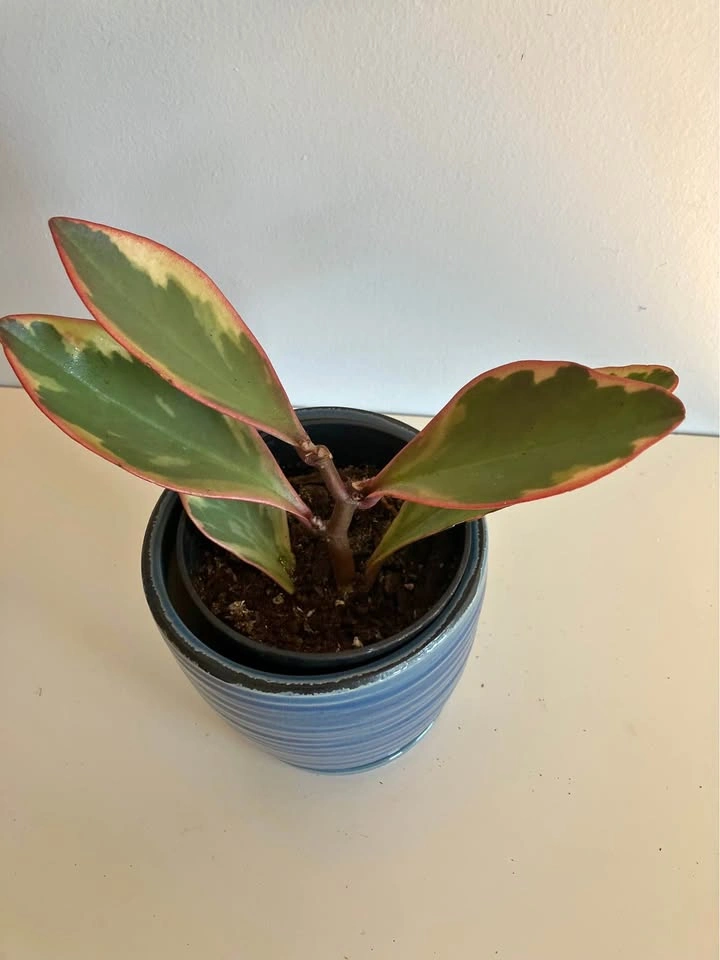 🌿 Tricolor Peperomia 'Ginny' / 'Jelly' Plant @Mississauga