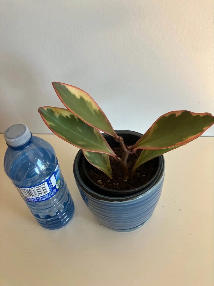 🌿 Tricolor Peperomia 'Ginny' / 'Jelly' Plant @Mississauga - photo 2