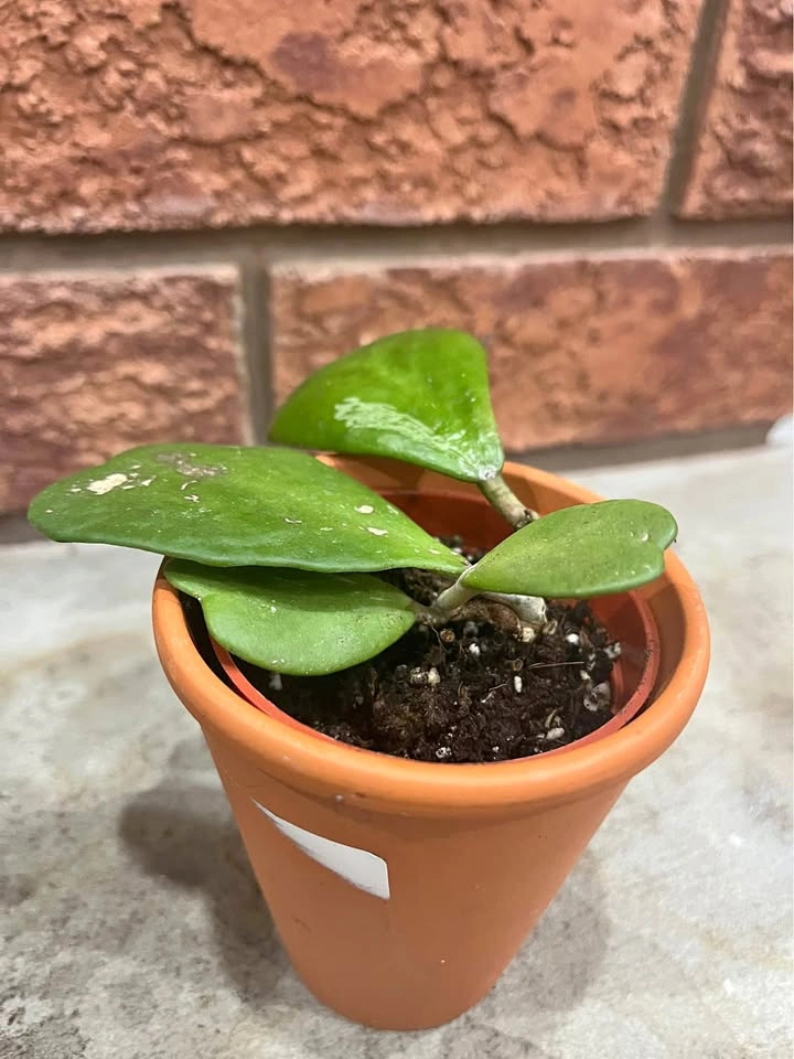Hoya Kerrii