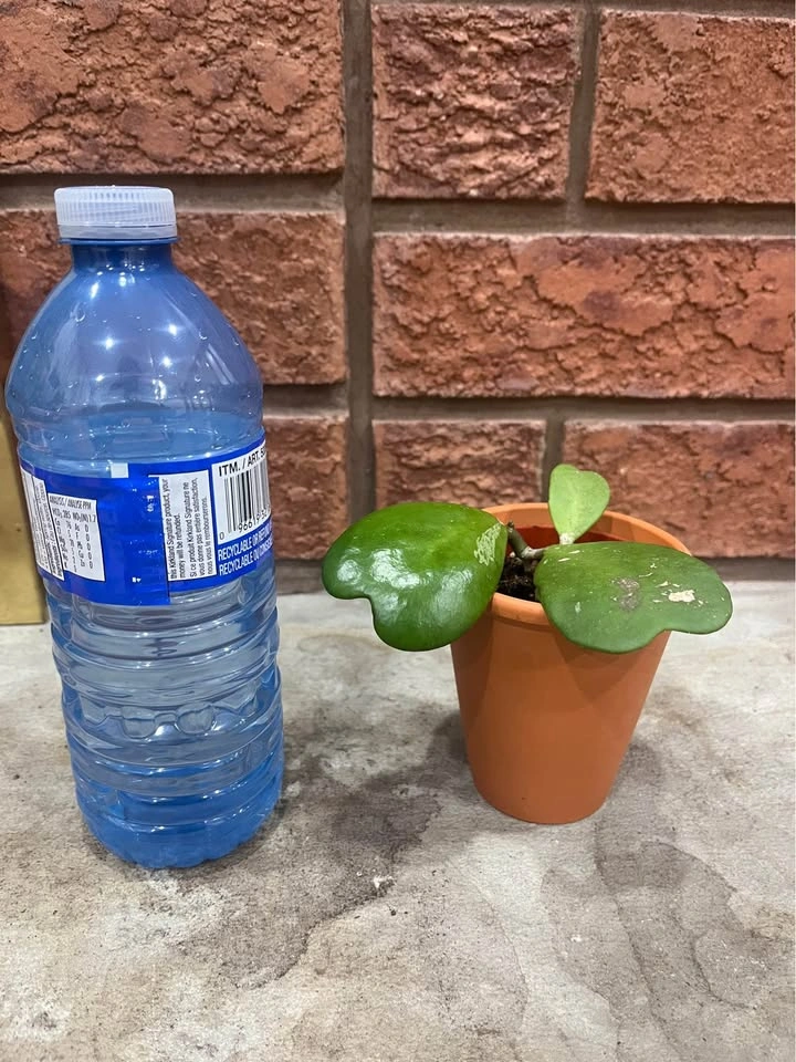 Hoya Kerrii - photo 2