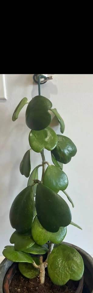 Hoya Kerrii - photo 3