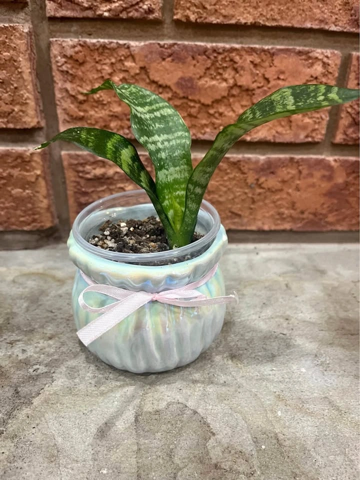 Baby Snake Plant@Mississauga