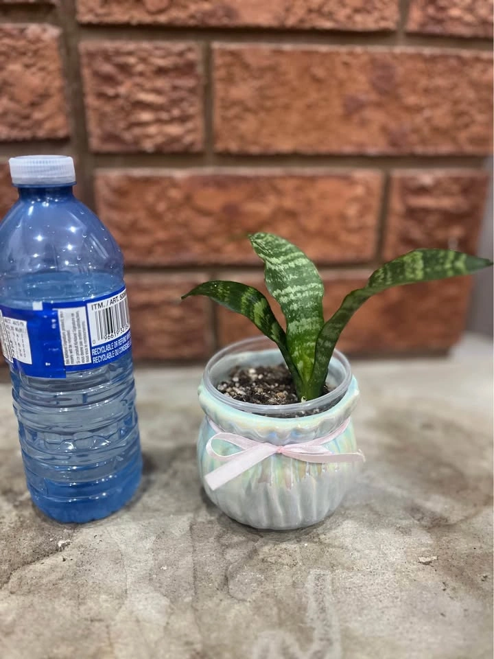 Baby Snake Plant@Mississauga - photo 2