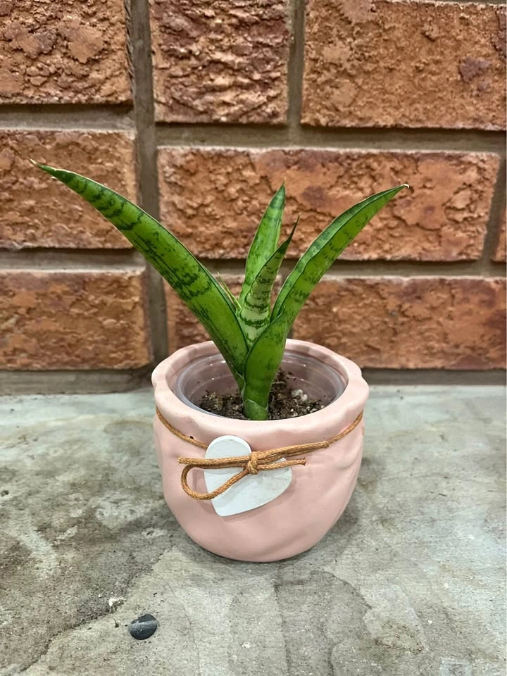 Snake Plant – Sansevieria @Mississauga