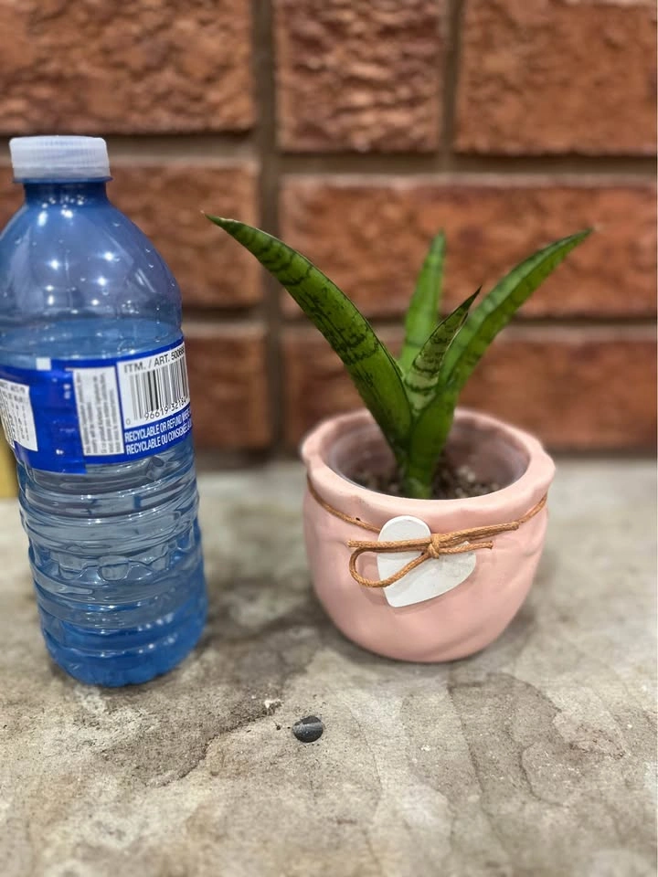 Snake Plant – Sansevieria @Mississauga - photo 2