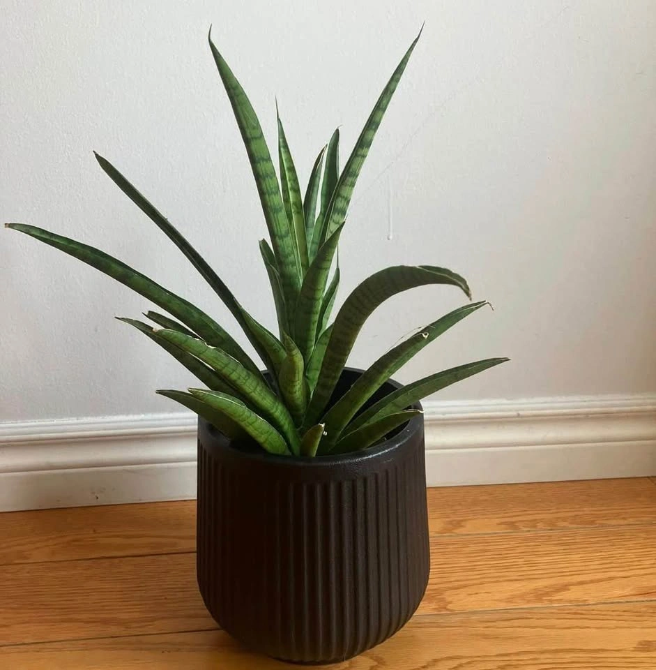 Snake Plant – Sansevieria @Mississauga - photo 3