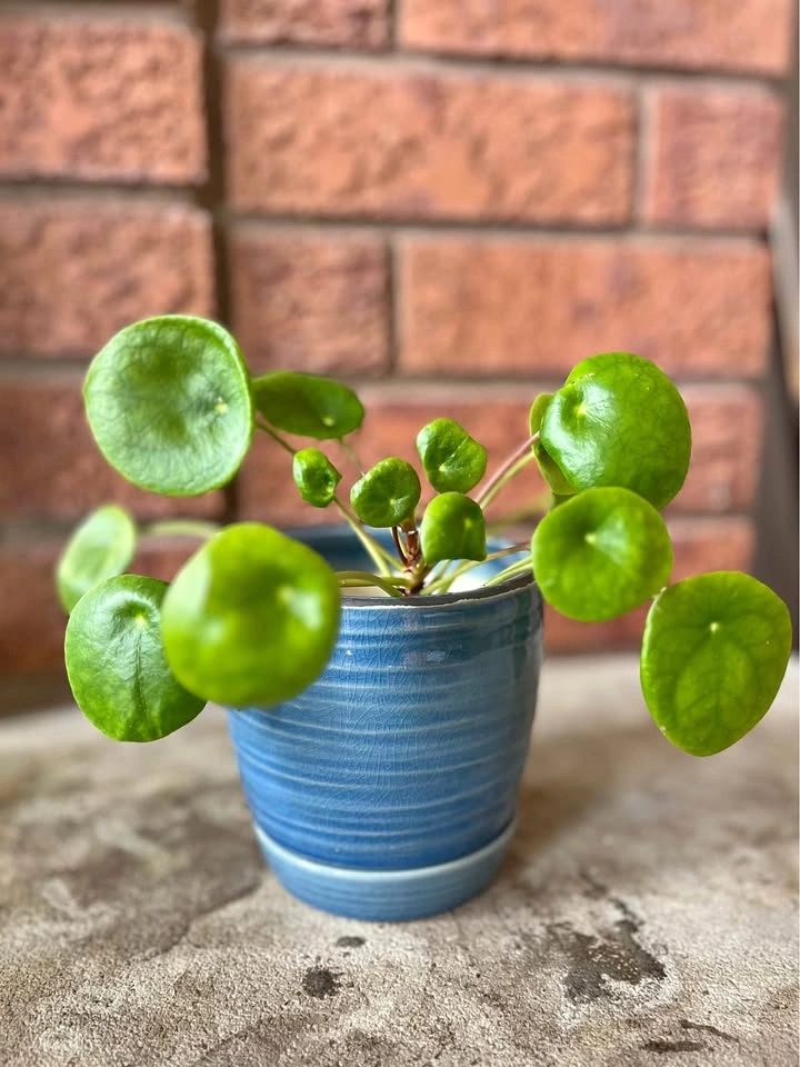 🌿 Pilea Peperomioides (Chinese Money Plant) @Mississauga