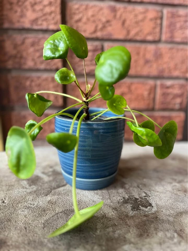 🌿 Pilea Peperomioides (Chinese Money Plant) @Mississauga - photo 2