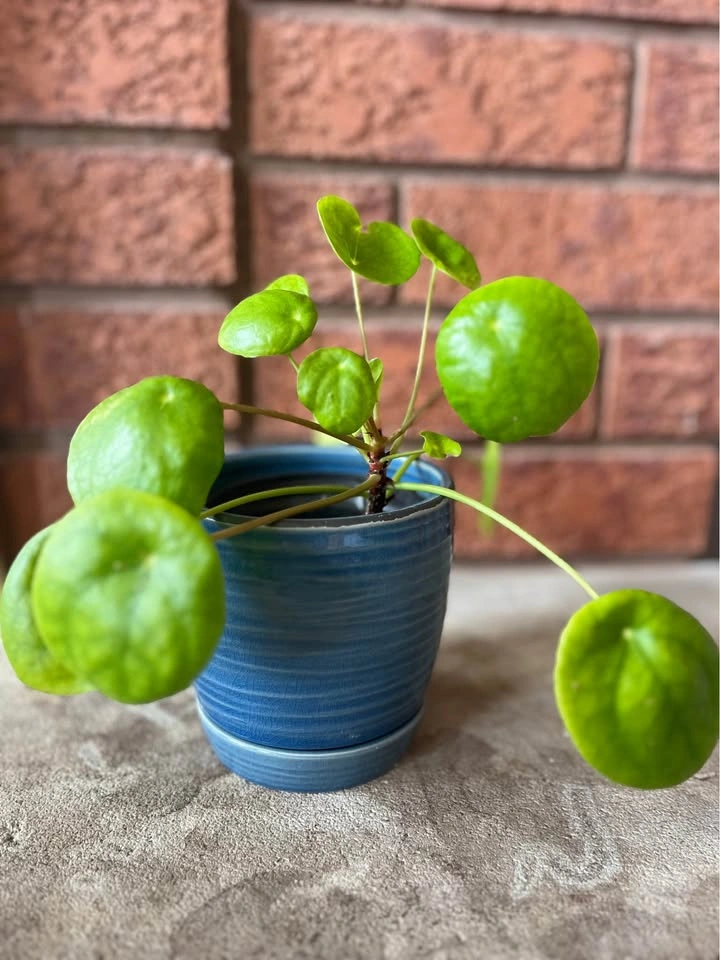 🌿 Pilea Peperomioides (Chinese Money Plant) @Mississauga - photo 3