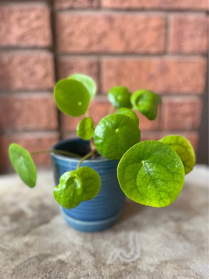 🌿 Pilea Peperomioides (Chinese Money Plant) @Mississauga - photo 4