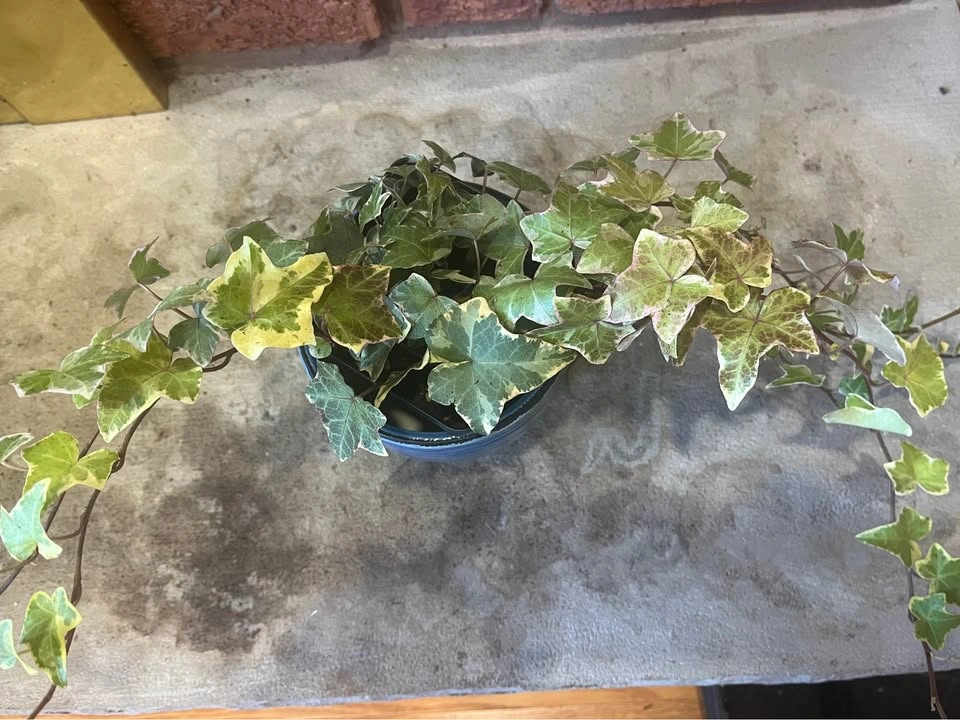 🌿 Beautiful Variegated English Ivy with Blue Ceramic Pot