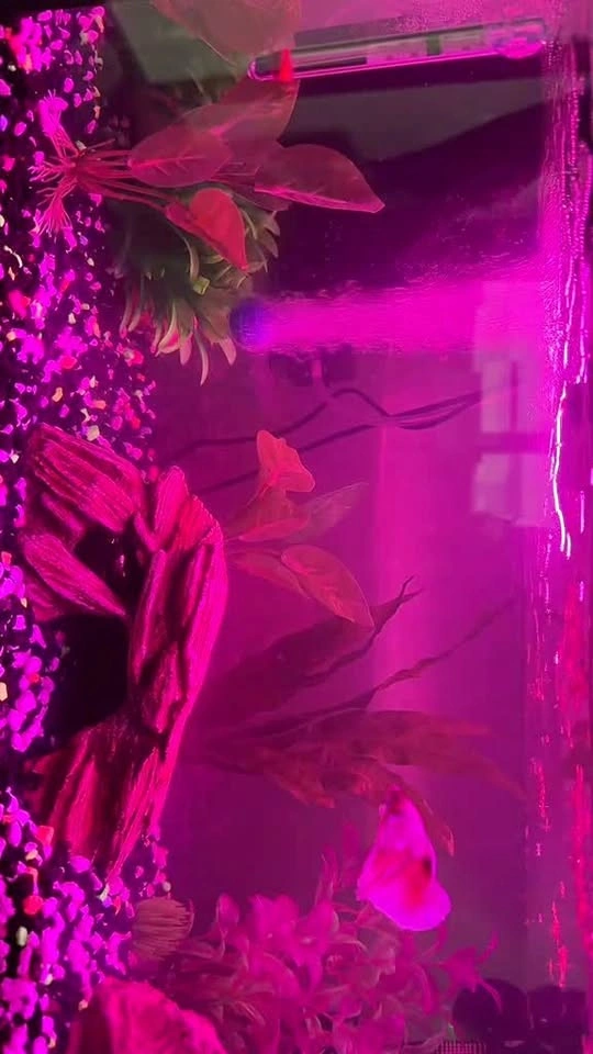10 Gallon Aquarium with LED Lights, Filter, Decor