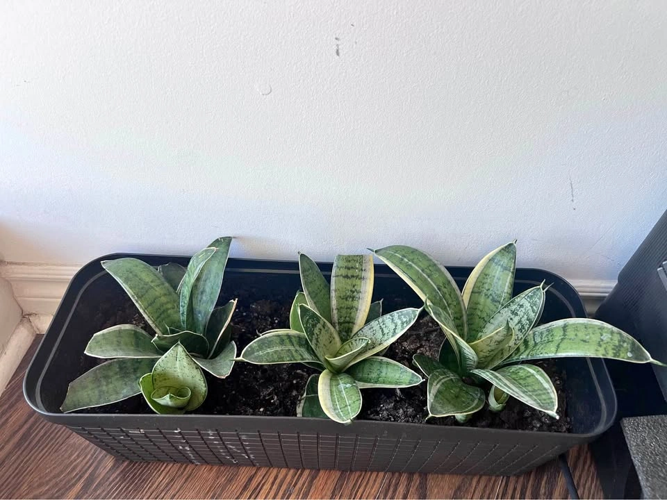 Set of 3 - Sansevieria Hahnii Snake Plants in Rectangular Plante