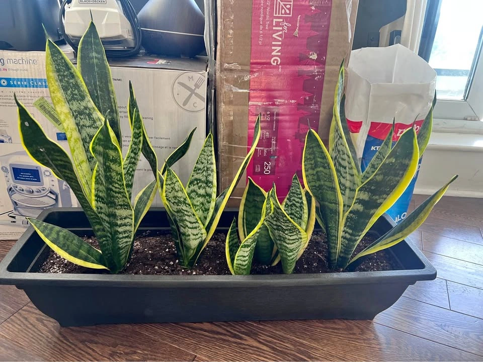 Set of 4 Snake Plants in Planter Box (Single $15)