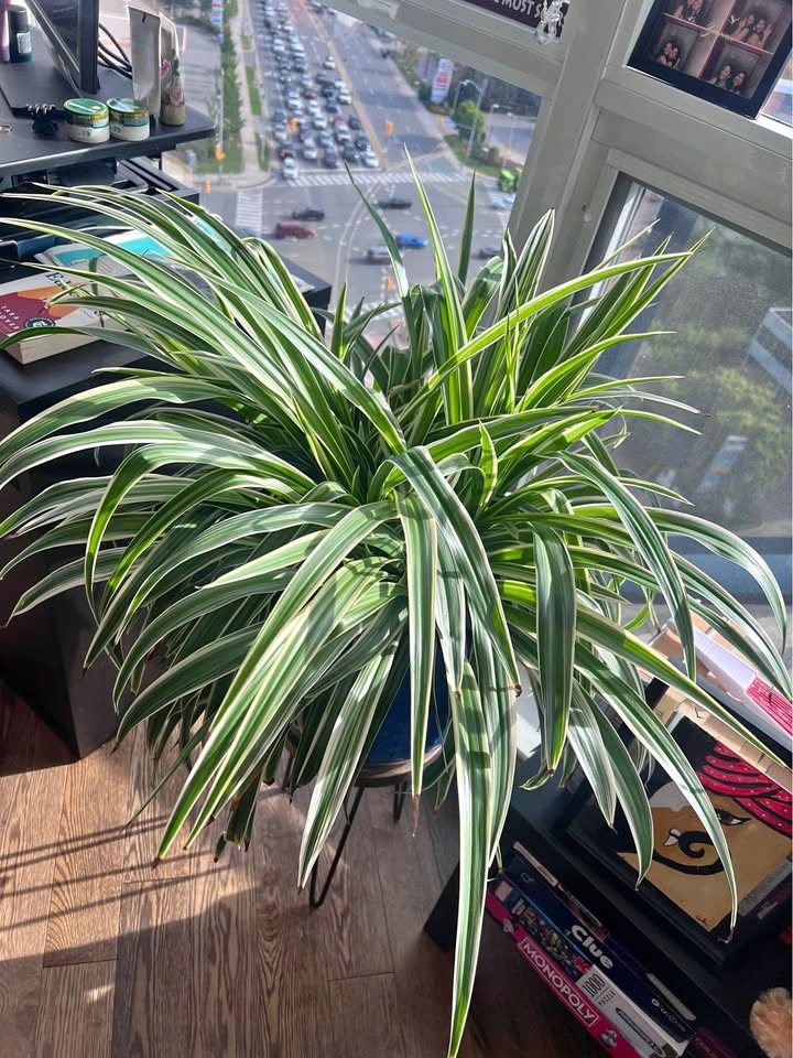 Spider Plant with Blue Ceramic Pot and Stand