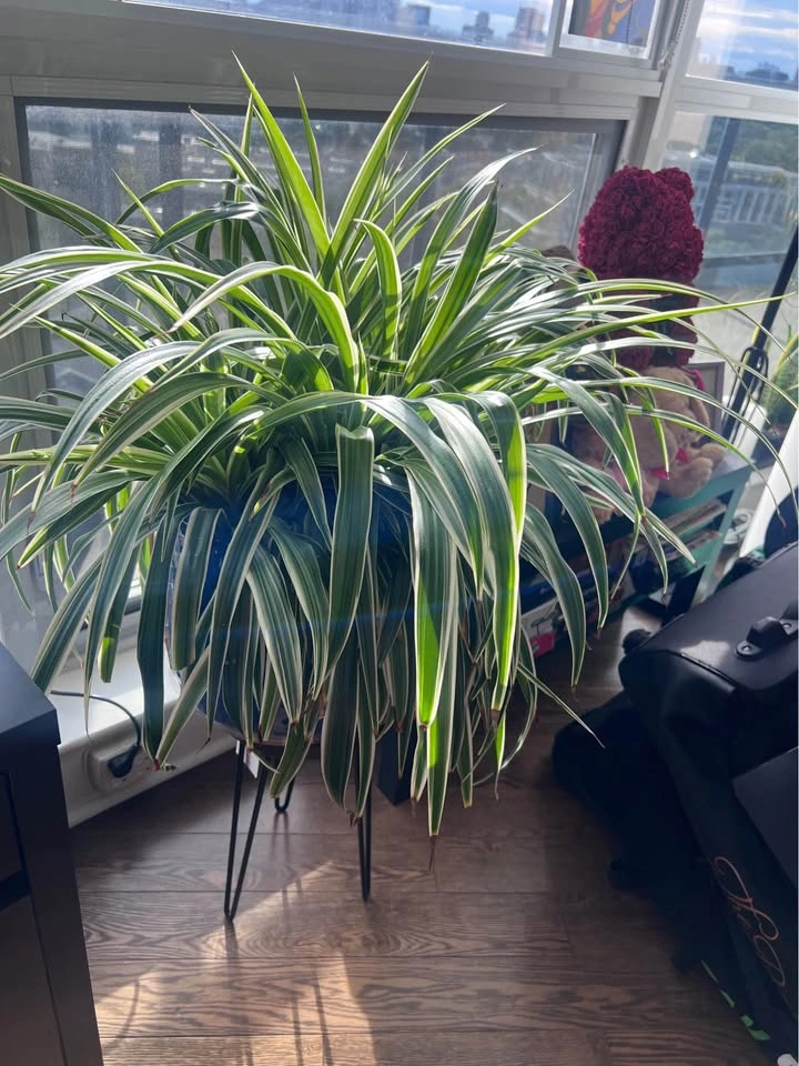 Spider Plant with Blue Ceramic Pot and Stand - photo 2
