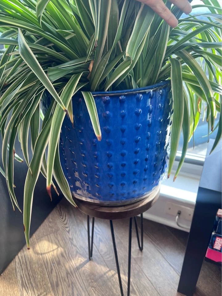 Spider Plant with Blue Ceramic Pot and Stand - photo 3