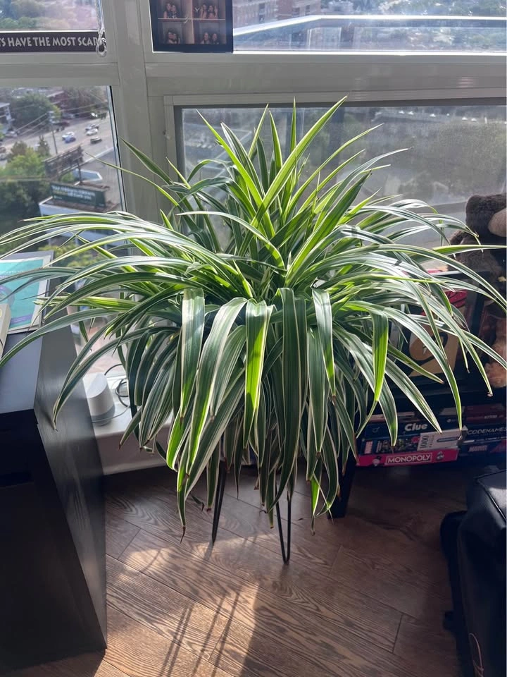 Spider Plant with Blue Ceramic Pot and Stand - photo 4