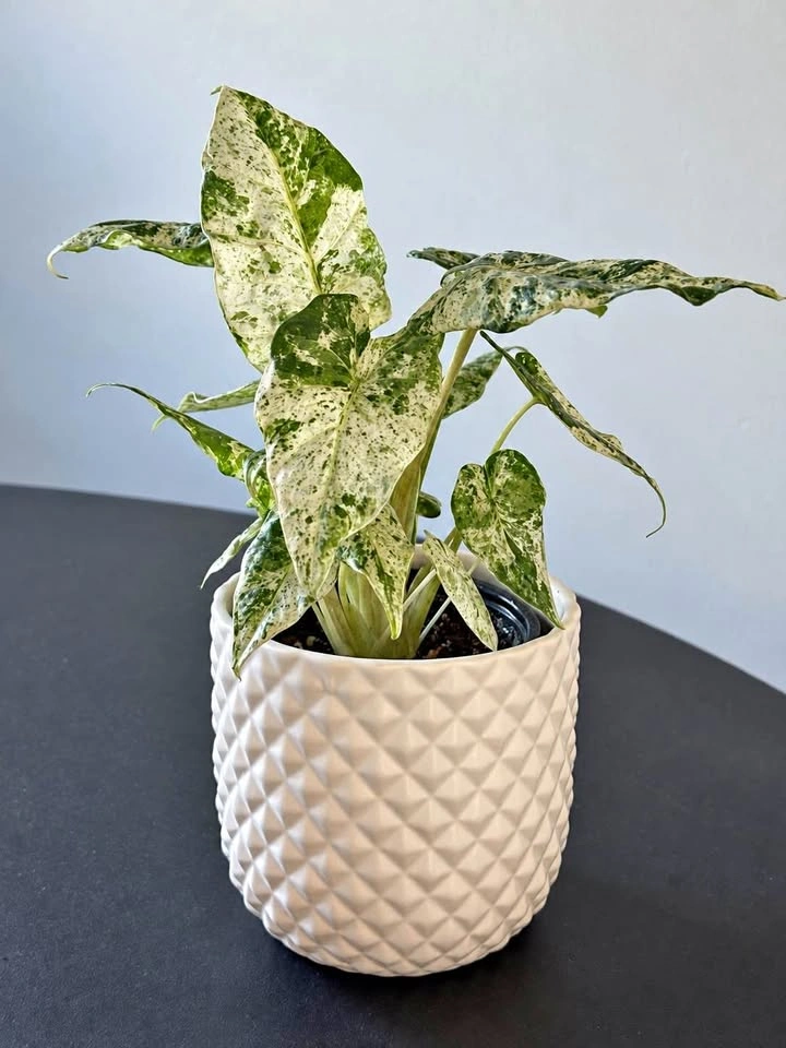 Alocasia Odora Variegated