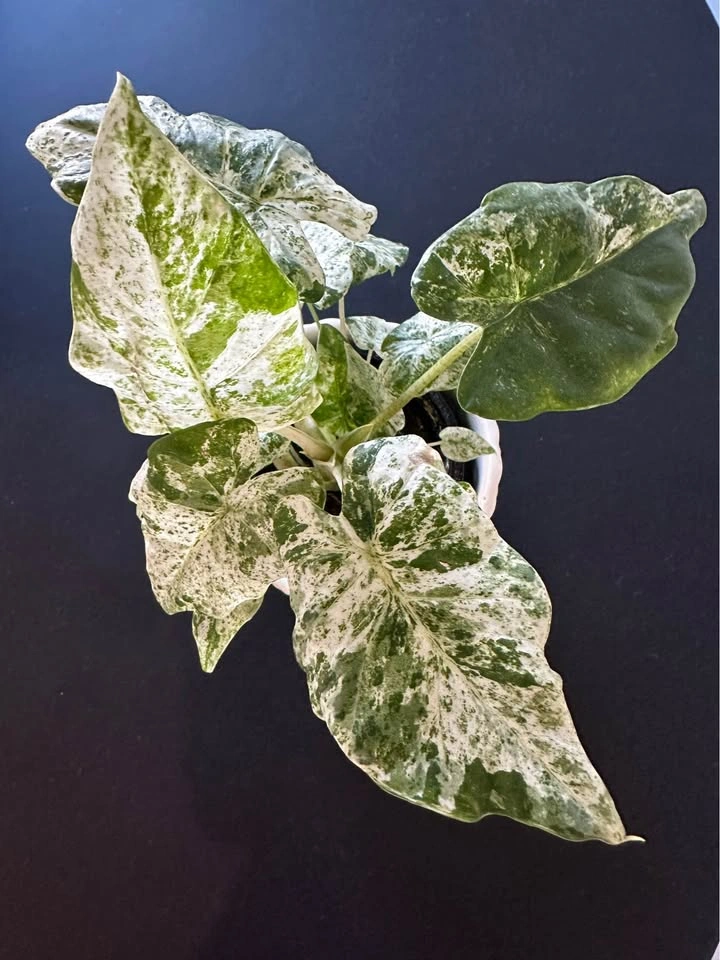 Alocasia Odora Variegated - photo 2