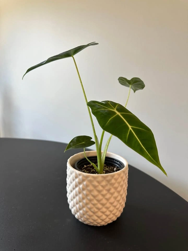 Alocasia Frydek 3.5”, 4 velvety leaves - photo 2