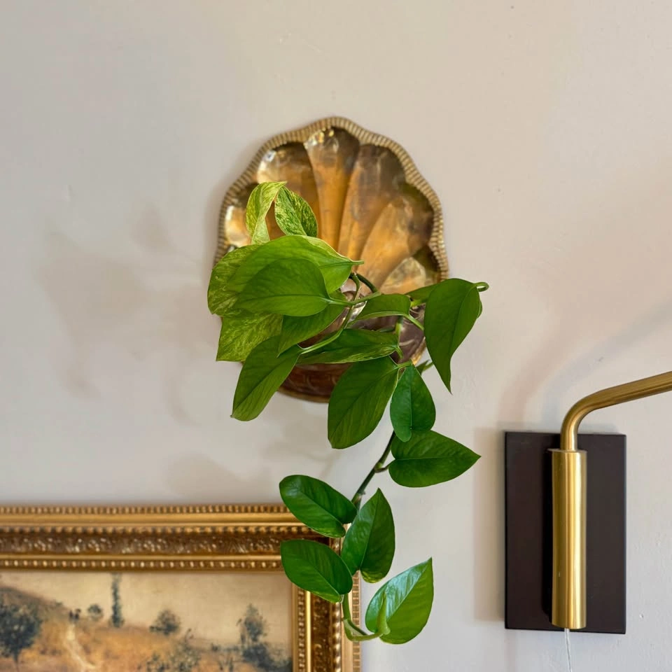 Vintage Brass Seashell Wall Planter / Wall Pocket - photo 2