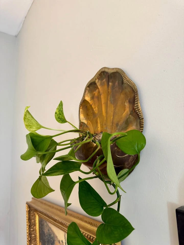 Vintage Brass Seashell Wall Planter / Wall Pocket - photo 4