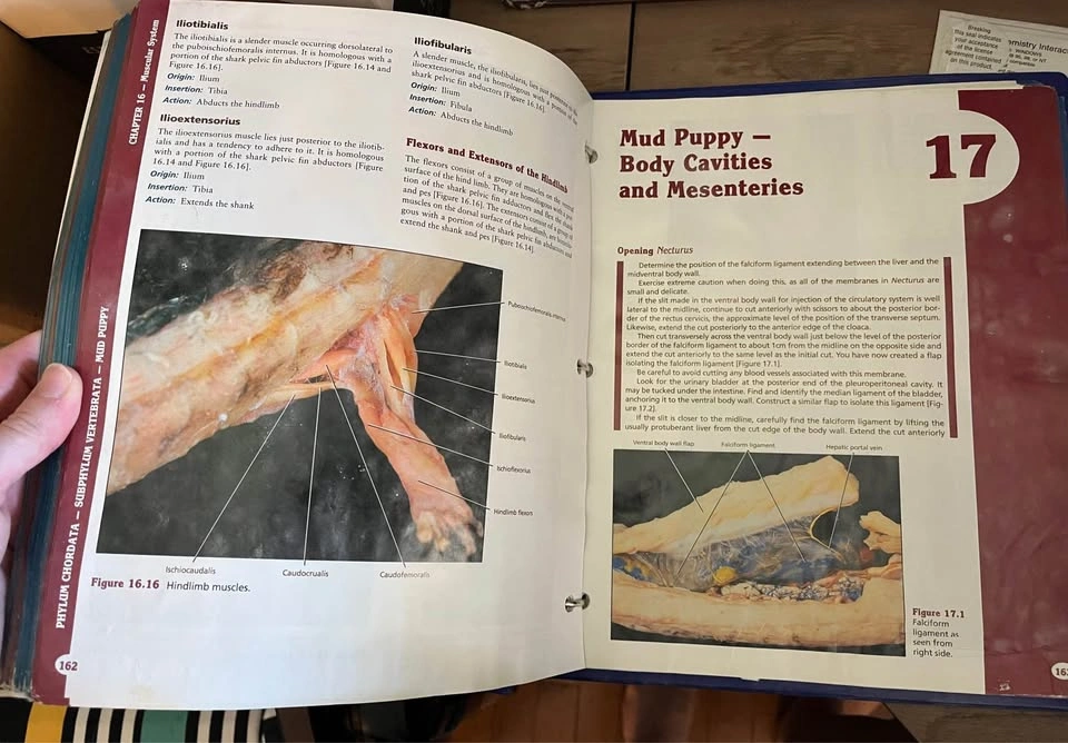 Comparative anatomy dissection manual - photo 2