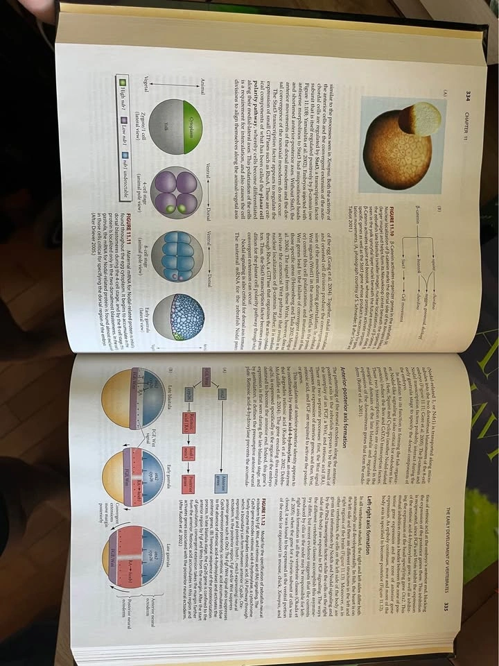 Developmental biology textbook - photo 2