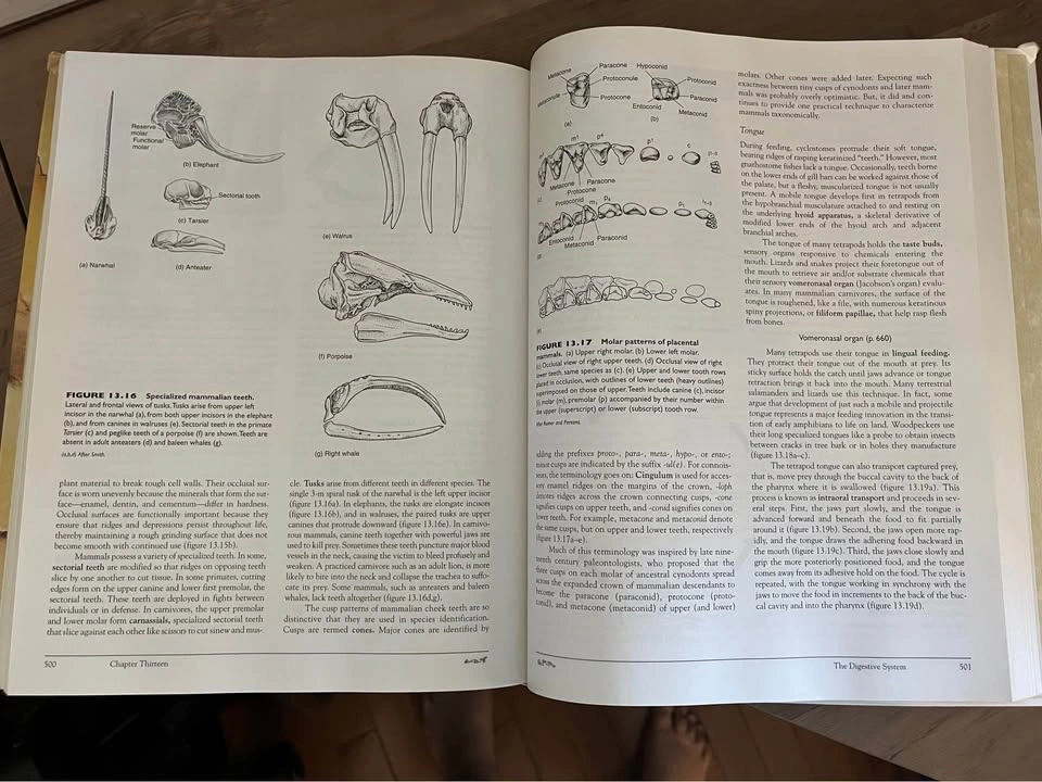 Vertebrate anatomy textbook - photo 2