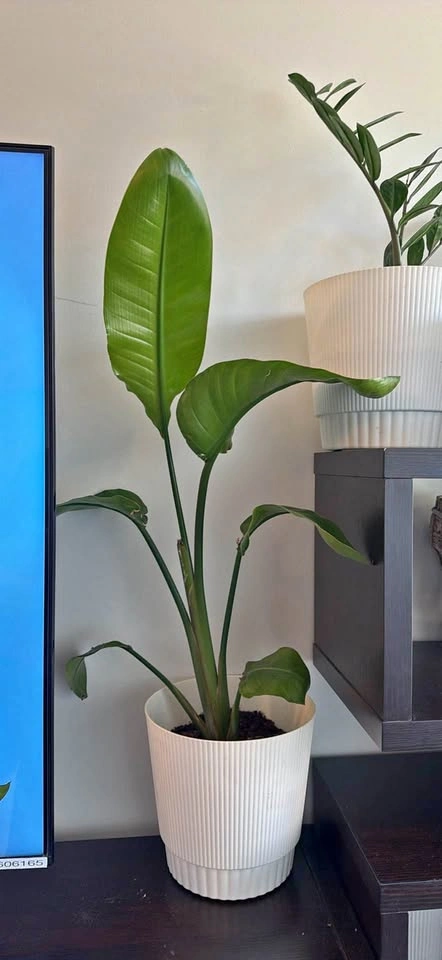 23” Birds of paradise