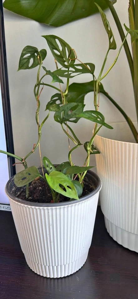 Monstera adansonii