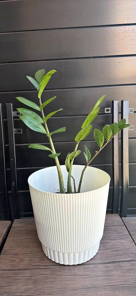 Zz plant