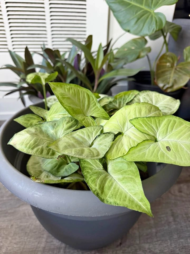 Syngonium podophyllum