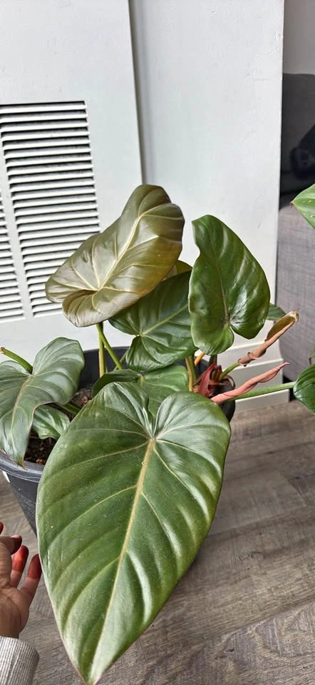 Philodendron 'Summer Glory'