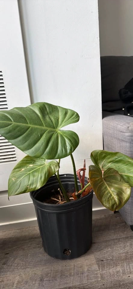 Philodendron 'Summer Glory' - photo 2