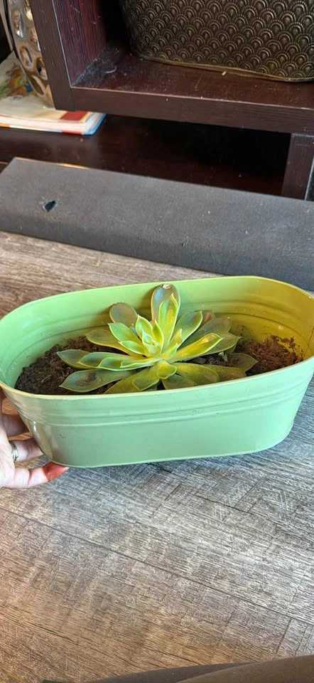 Echeveria succulent