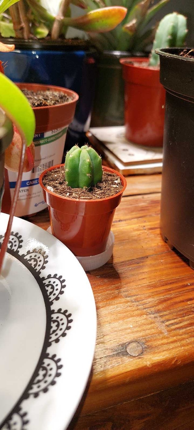 San Pedro (Trichocereus pachanoi)