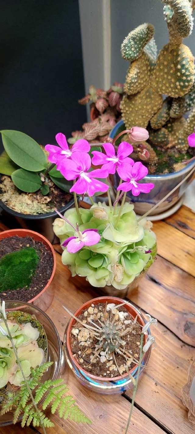 pinguicula moranensis