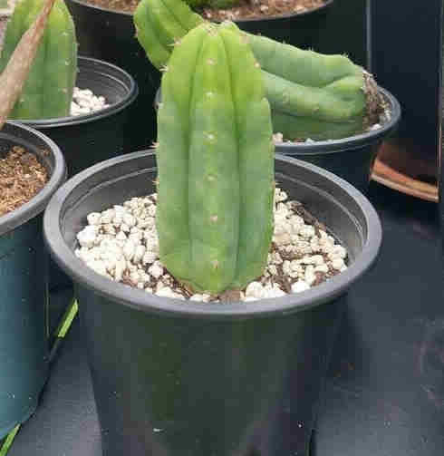 san pedro (trichocereus pachanoi)