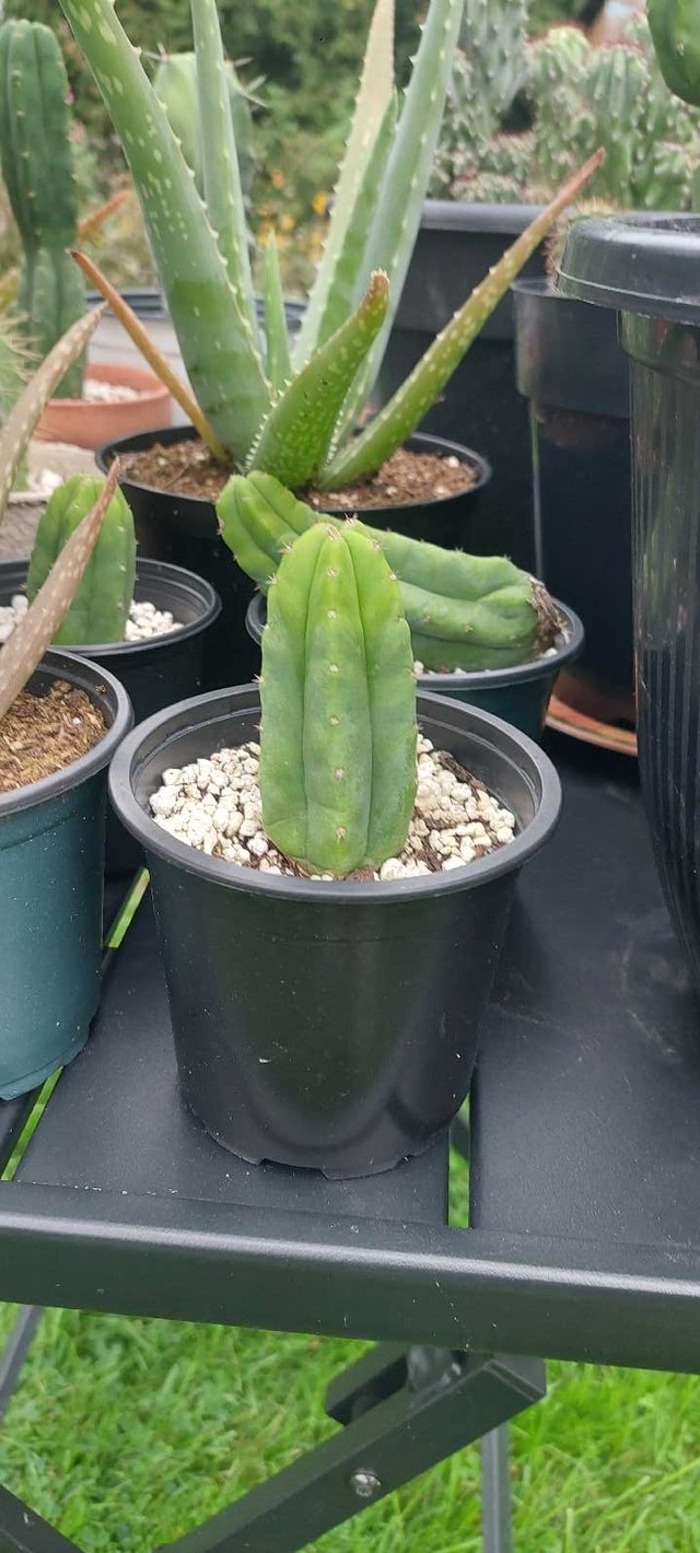 san pedro (trichocereus pachanoi) - photo 2