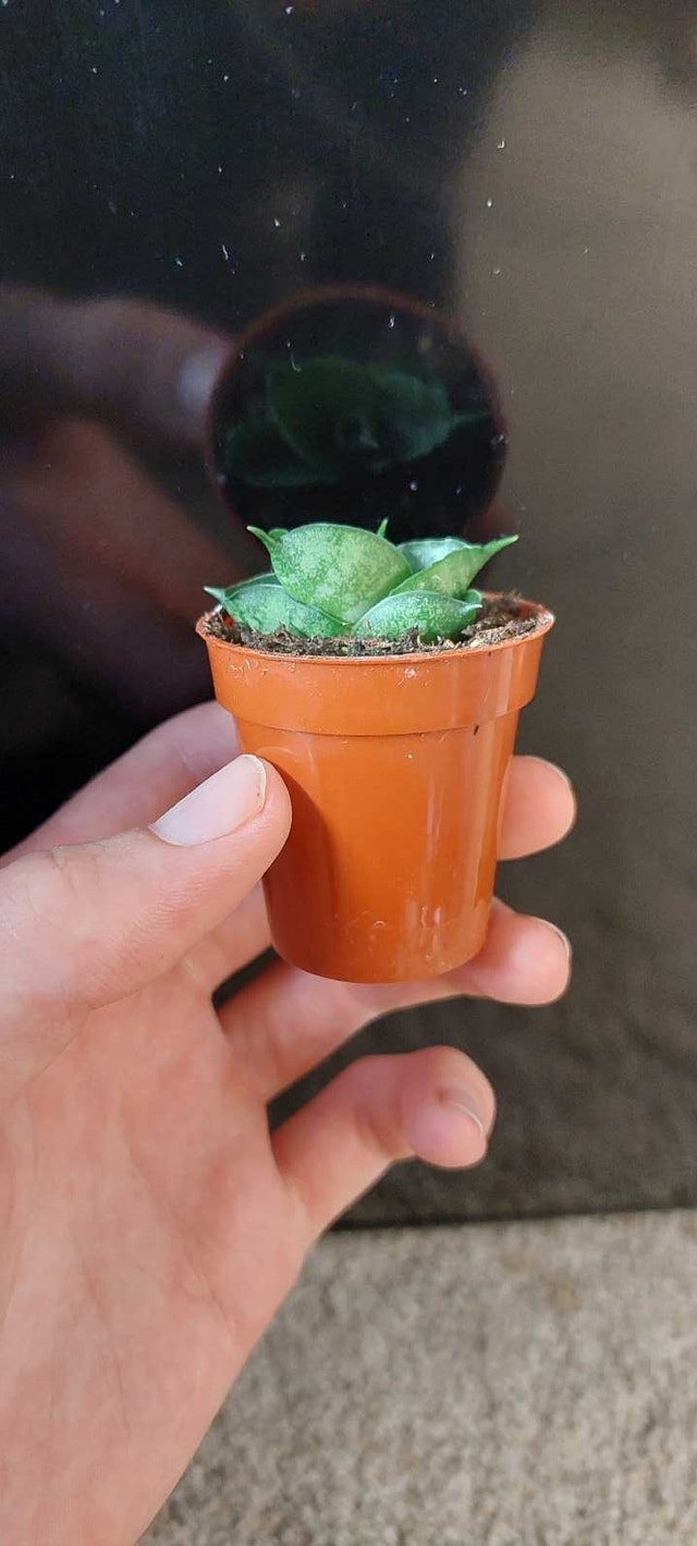 snake plant