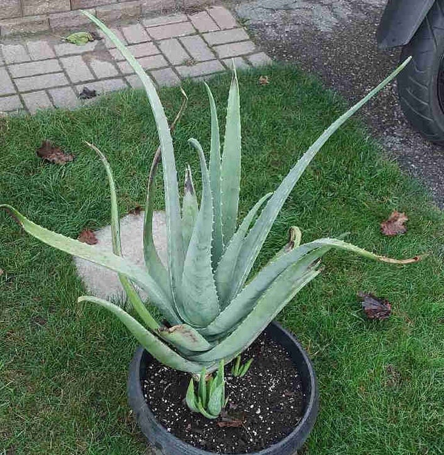 Aloe vera (flowers yellow)