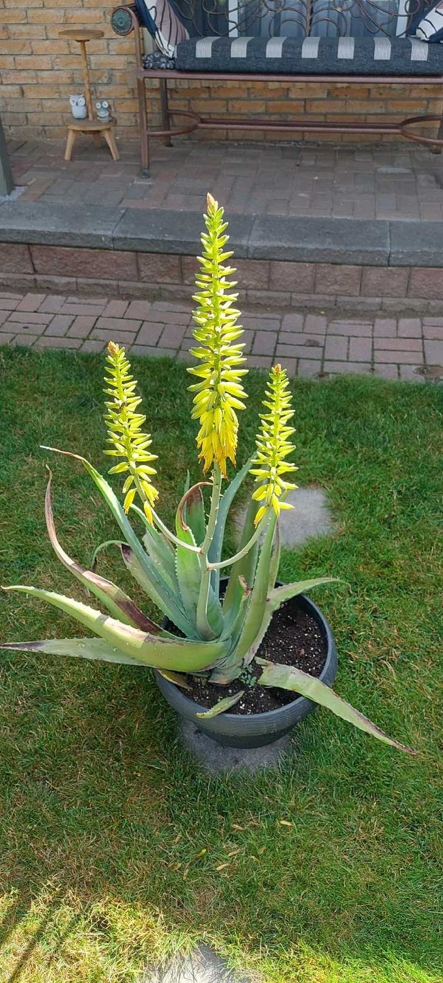 Aloe vera (flowers yellow) - photo 2