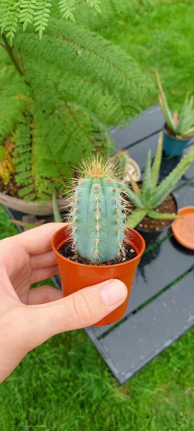 Cactus plant