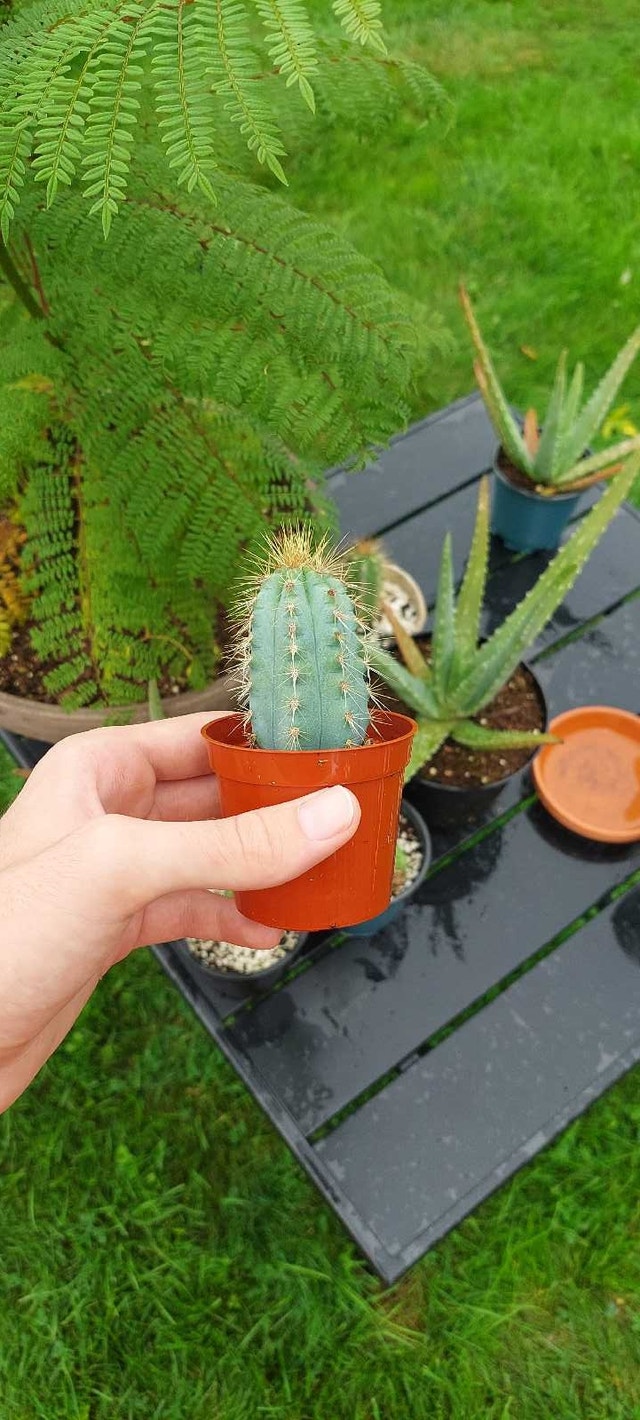 Cactus plant - photo 2