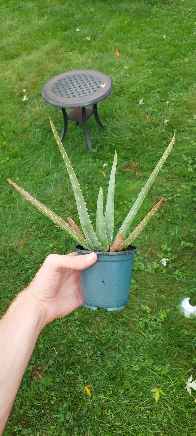 Aloe vera