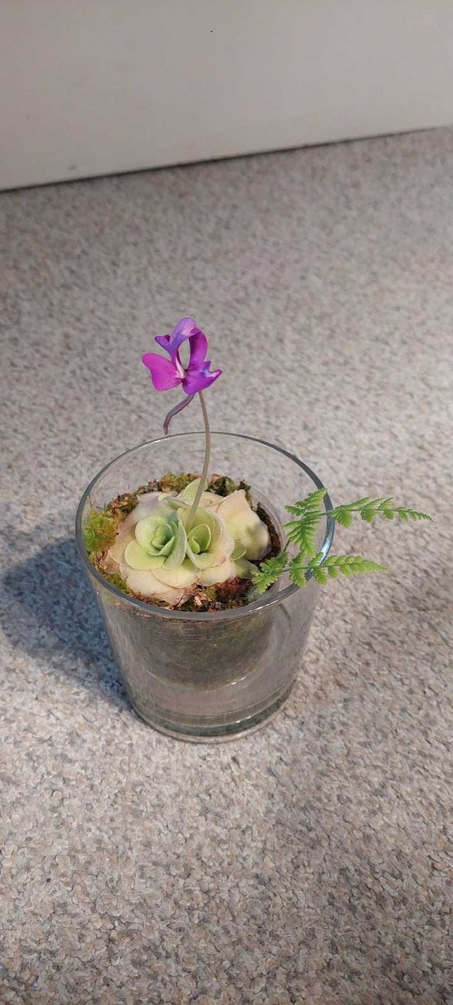pinguicula moranensis