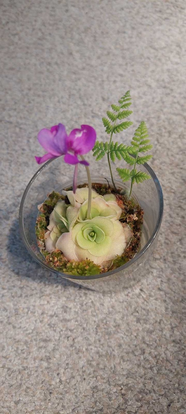 pinguicula moranensis - photo 2