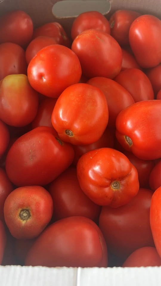 Fresh Tomatoes - 25lb Box - photo 2